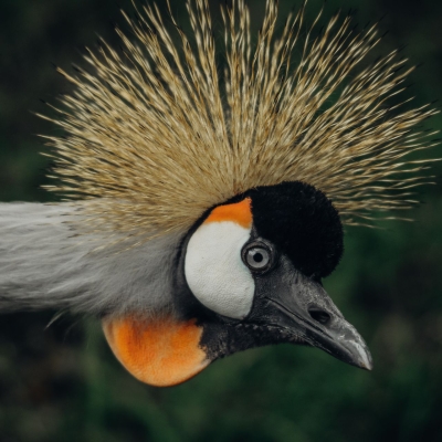 Grijze kroonkraanvogel - De Zonnegloed - Dierenpark - Dieren opvangcentrum - Sanctuary